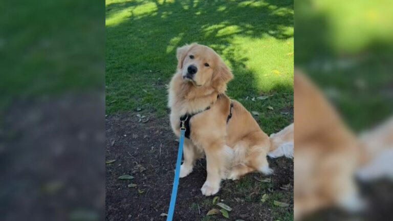 dog in yard