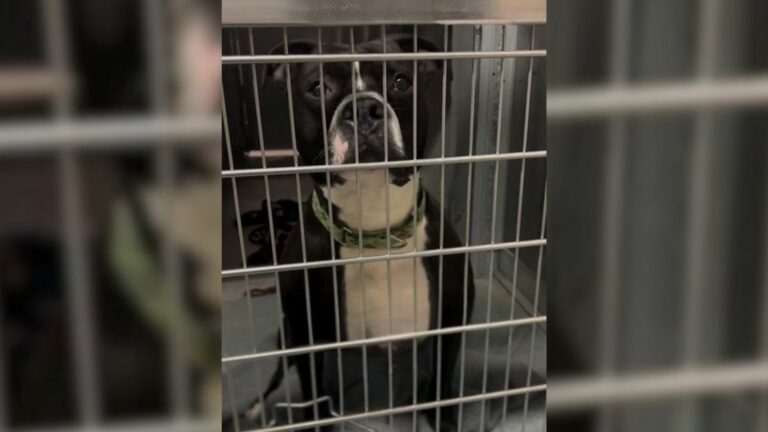 dog in shelter