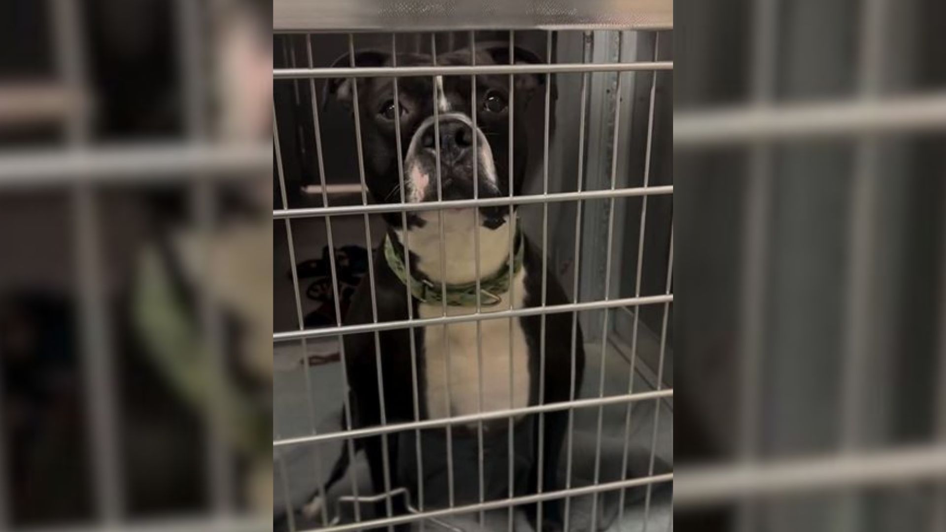 dog in shelter