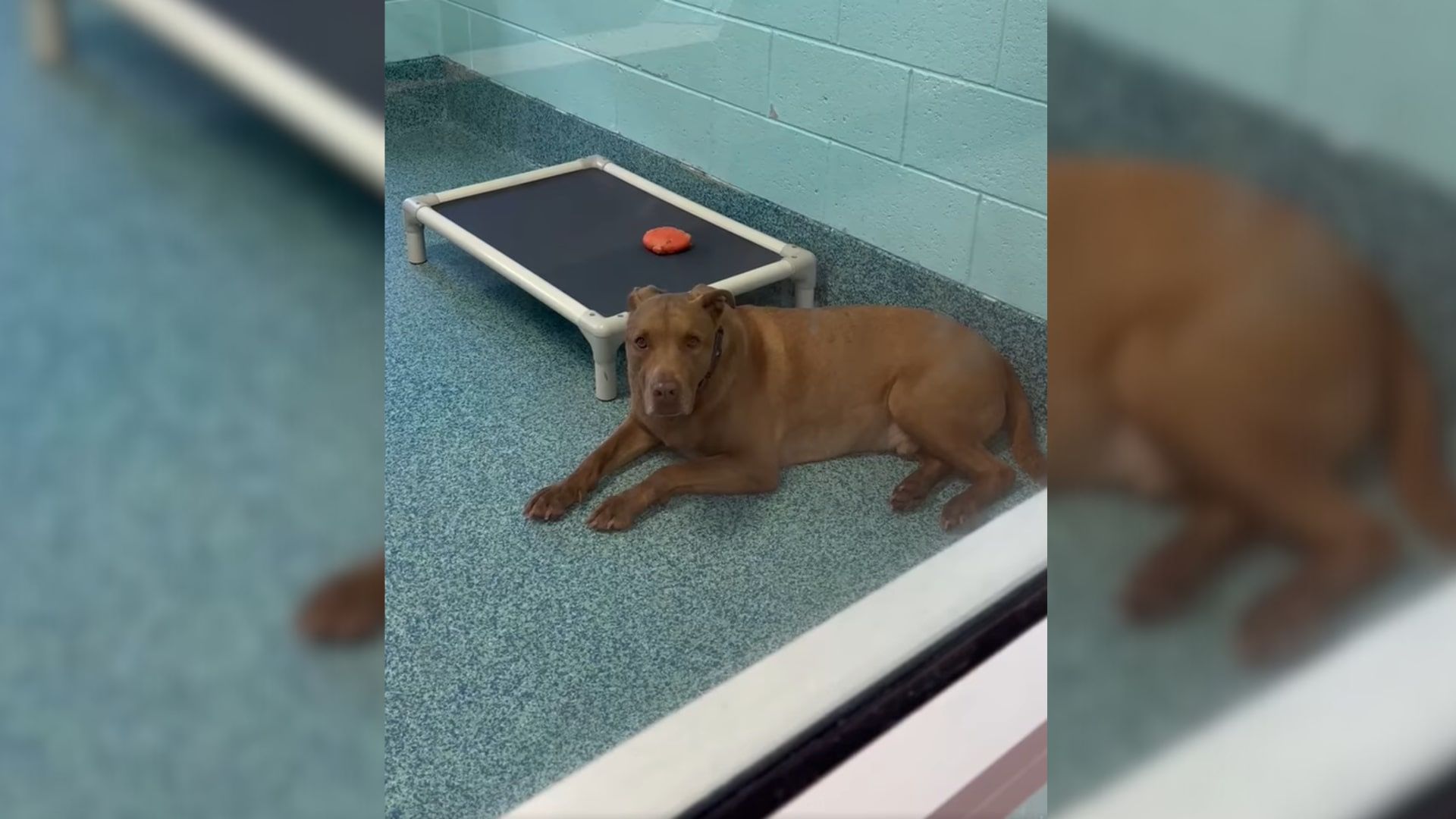 shelter dog