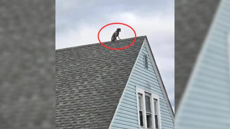 dog on roof