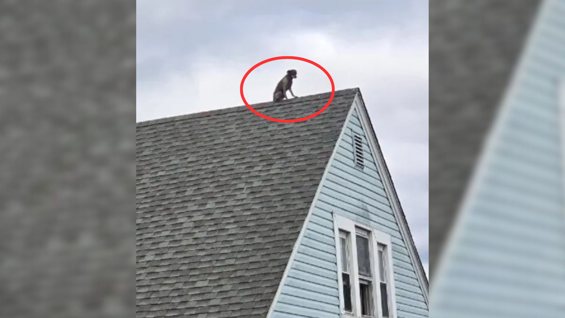 dog on roof