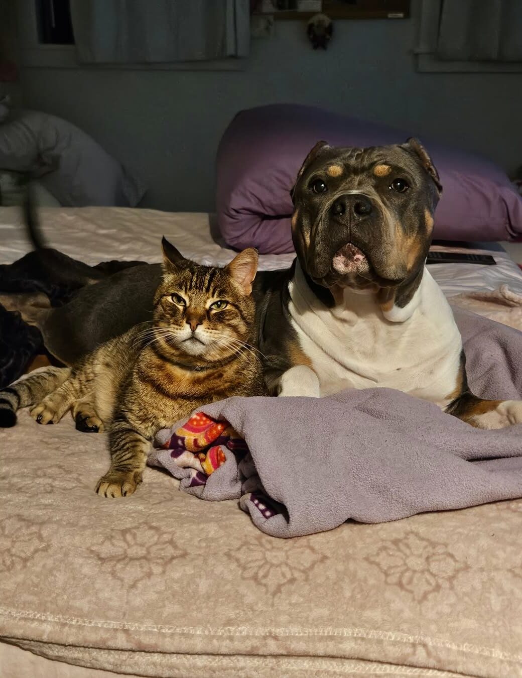 Dog and cat laying on bed