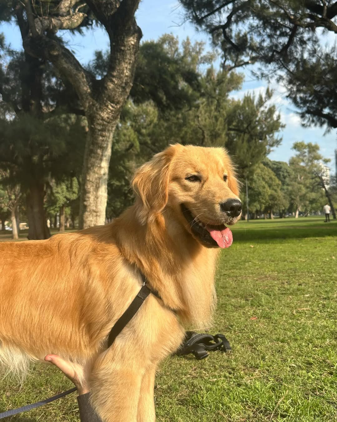 Dog with golden fur