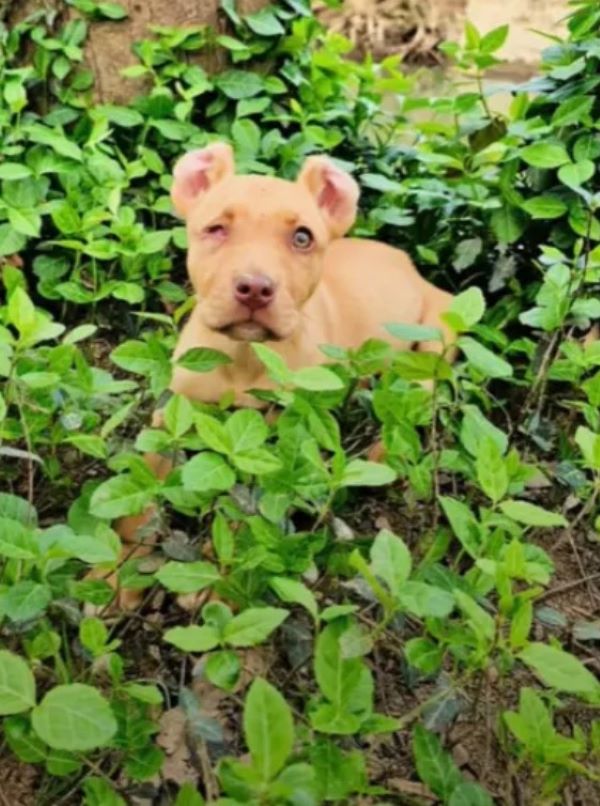 Dog with one eye