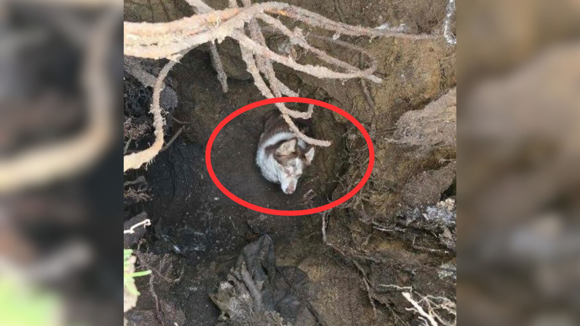 Family Was Playing In The Yard With Their Pup When He Suddenly Just Disappeared