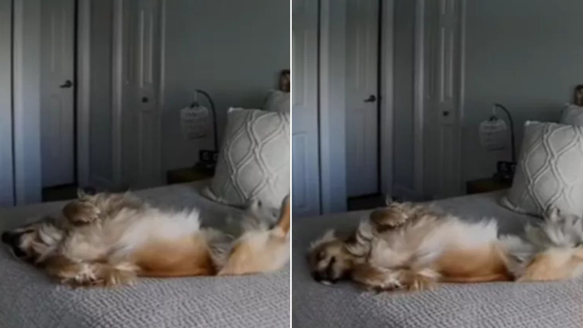 Florida Woman Sets Up Camera To Check On Her Dog While At Work, What She Sees Leaves Her Speechless