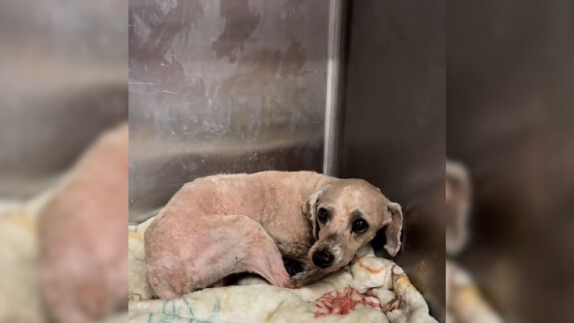 Frightened Little Pup Surrendered To Missouri Shelter Desperately Hopes To Find A Home Where He Could Heal