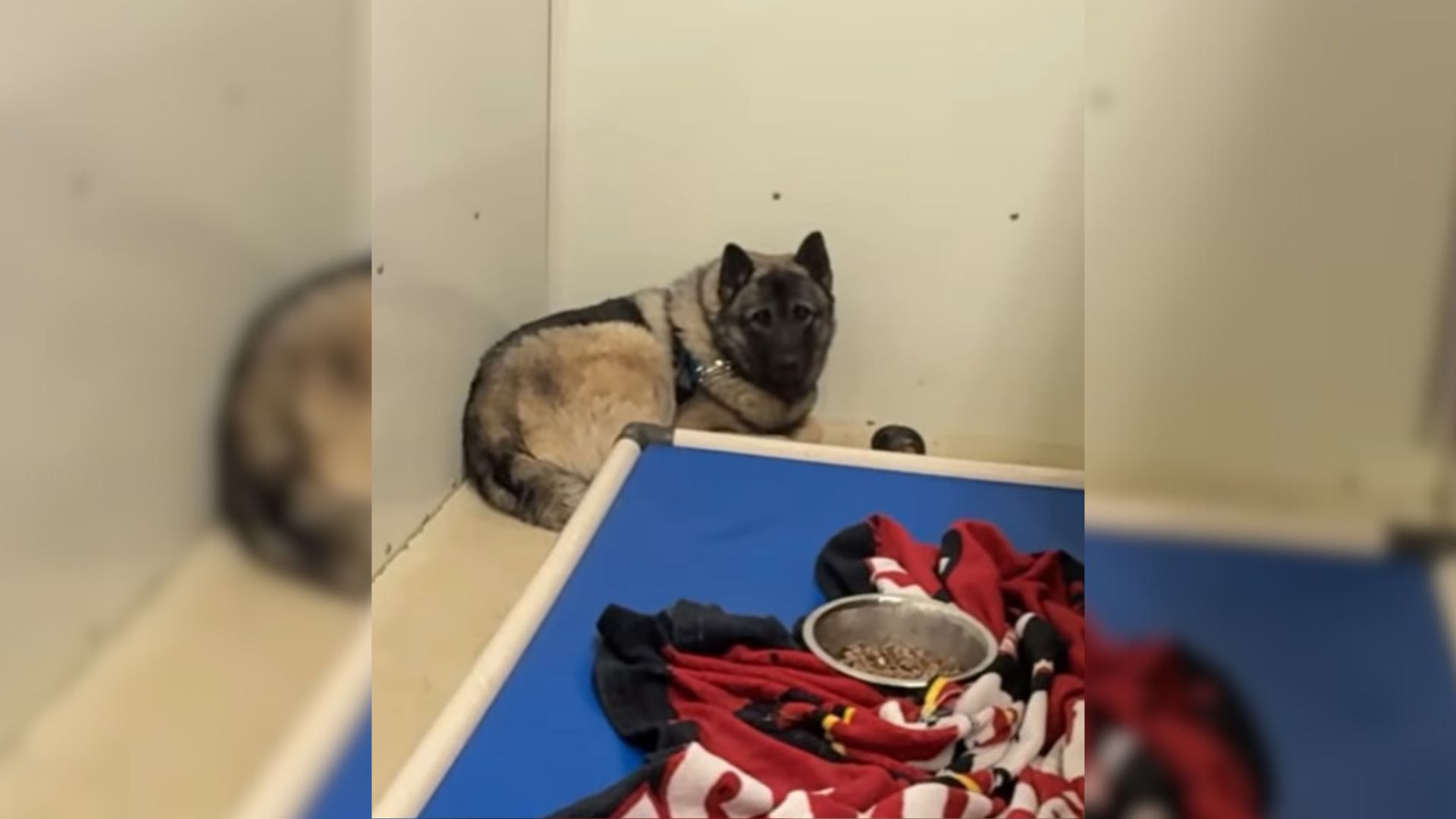 frozen dog