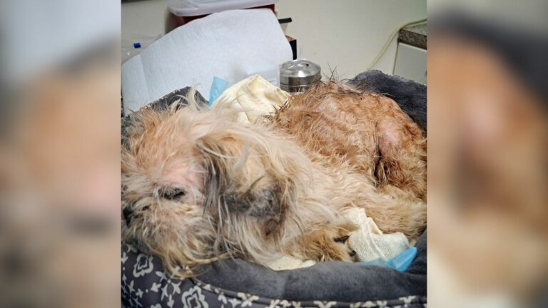 blind senior dog
