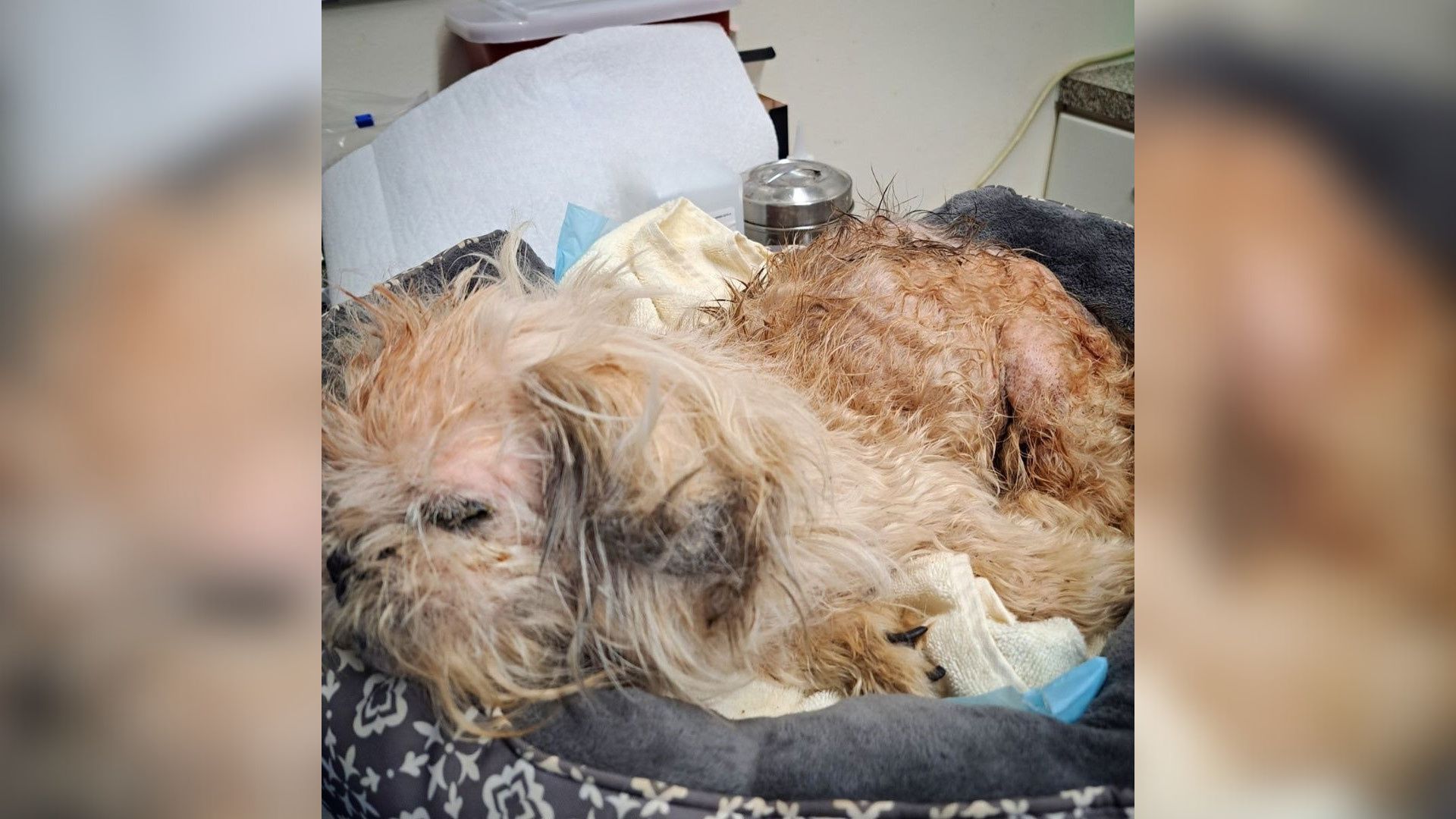 blind senior dog