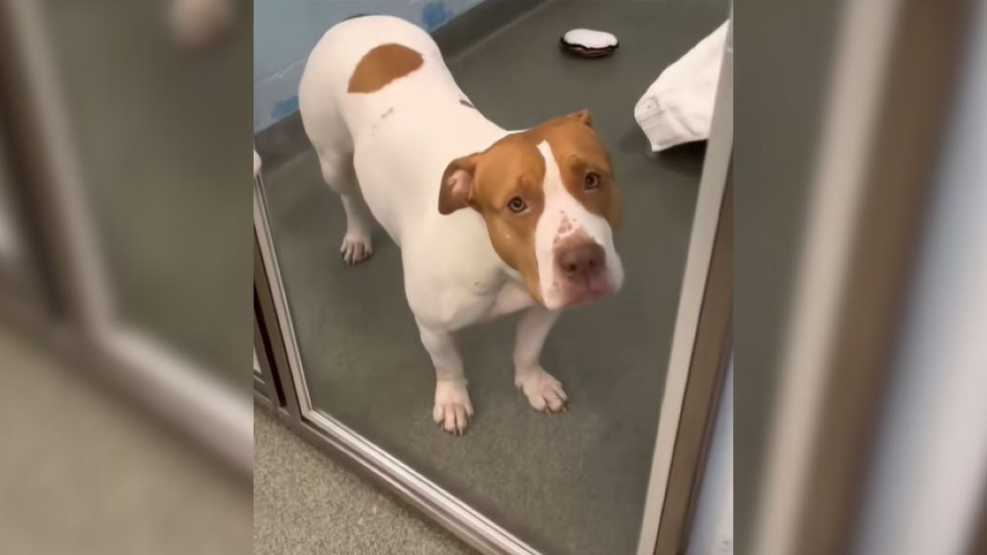 Happiest Doggo In Florida Shelter Loses Hope After Realizing Her Owner Is Not Coming Back For Her