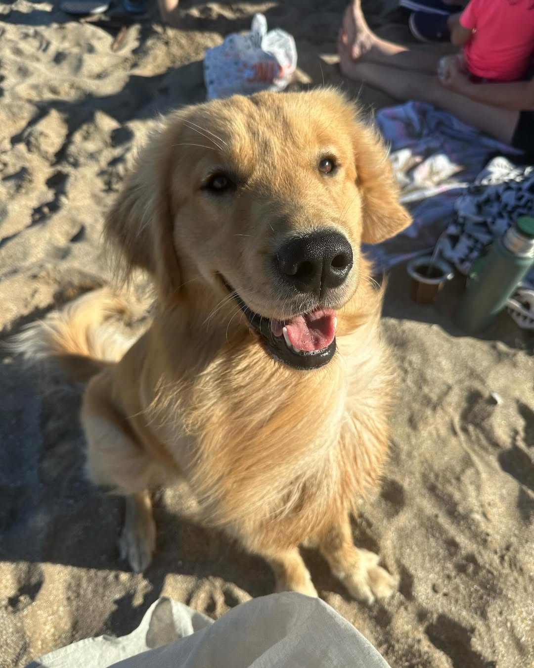 Happy dog on the beach