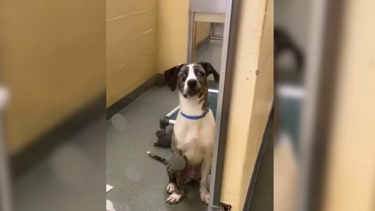 adopted dog