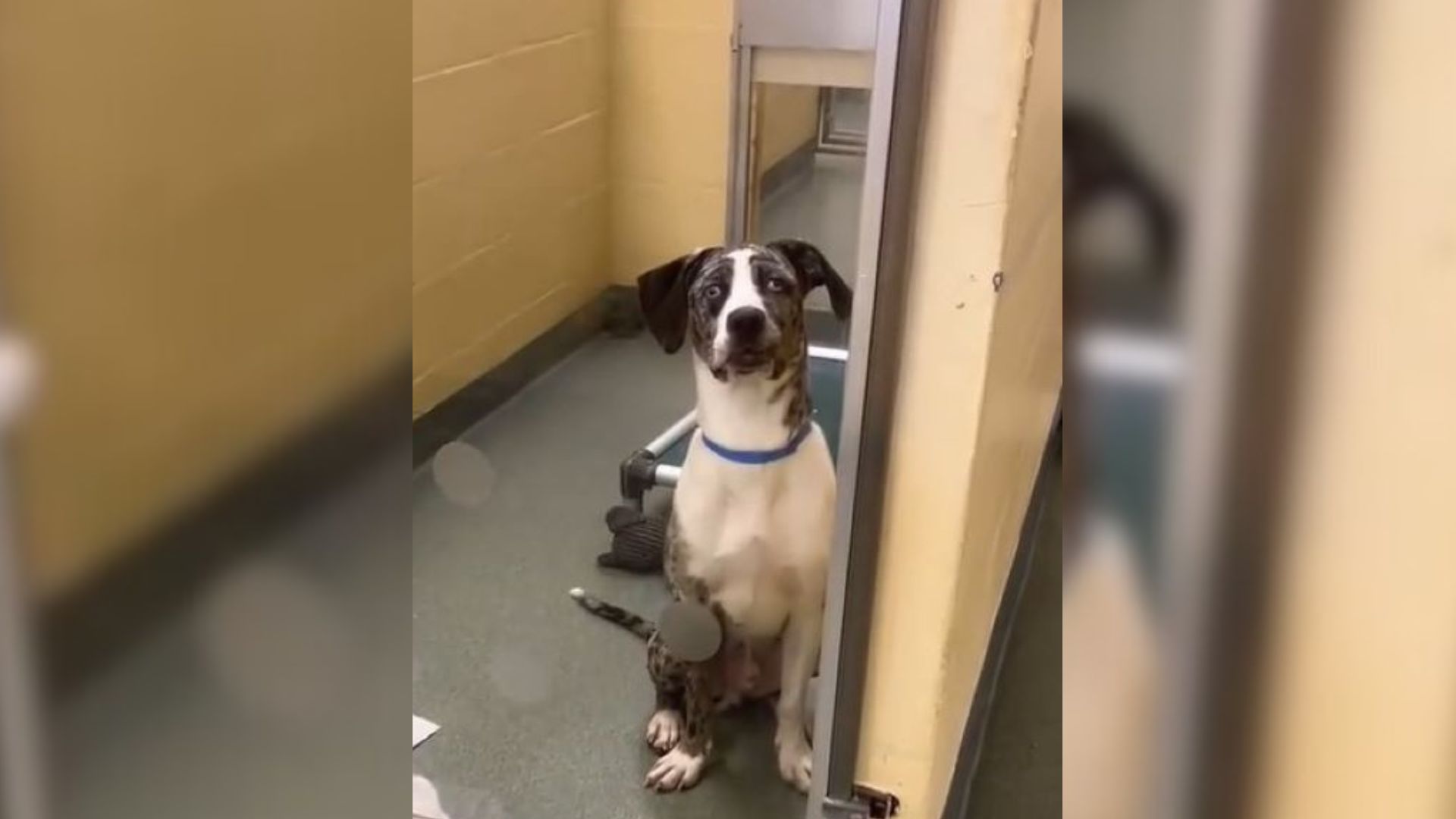 adopted dog