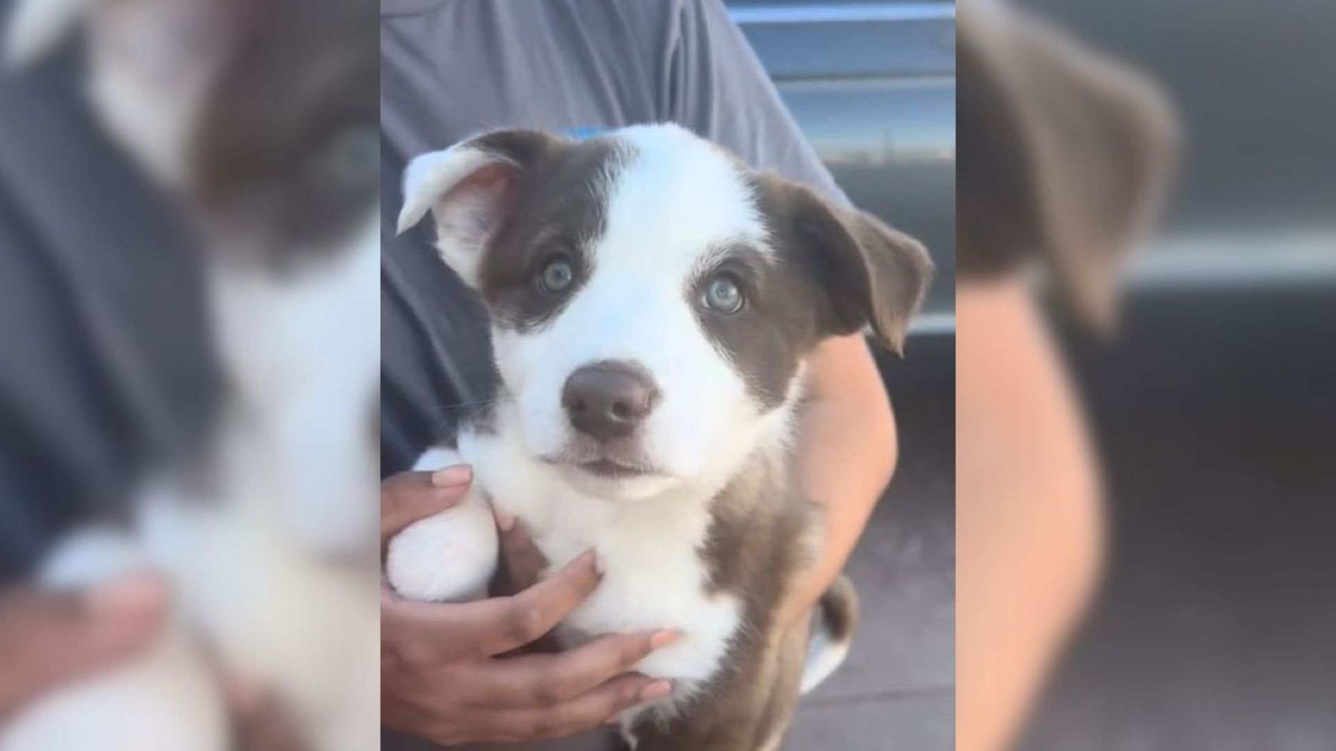 owner holding a tiny puppy