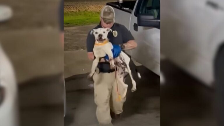 officer and dog