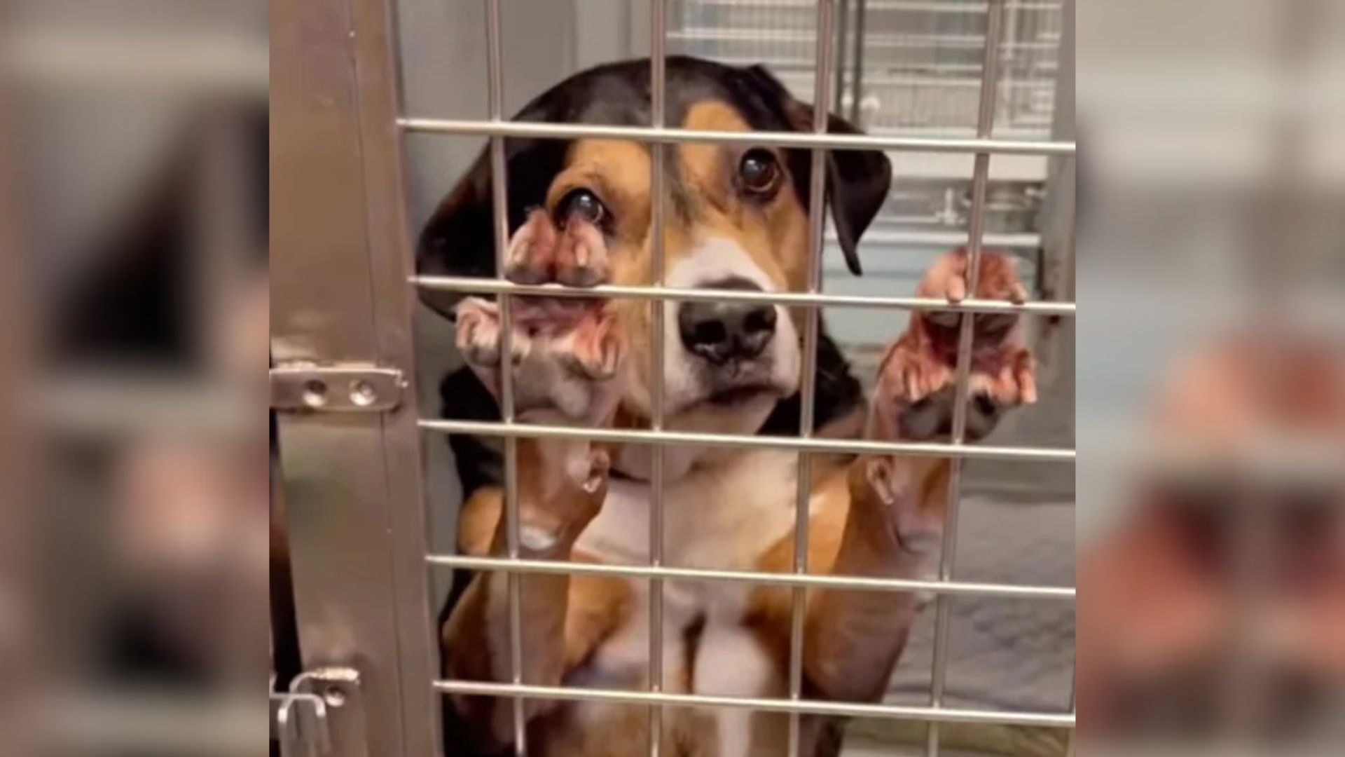 Pup Who Was At Shelter For 8 Years Rejoices When He Is Taken On A Surprise Picnic Date