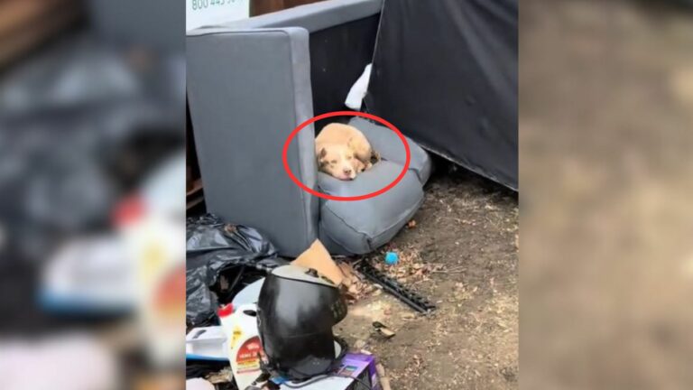 dog in trash
