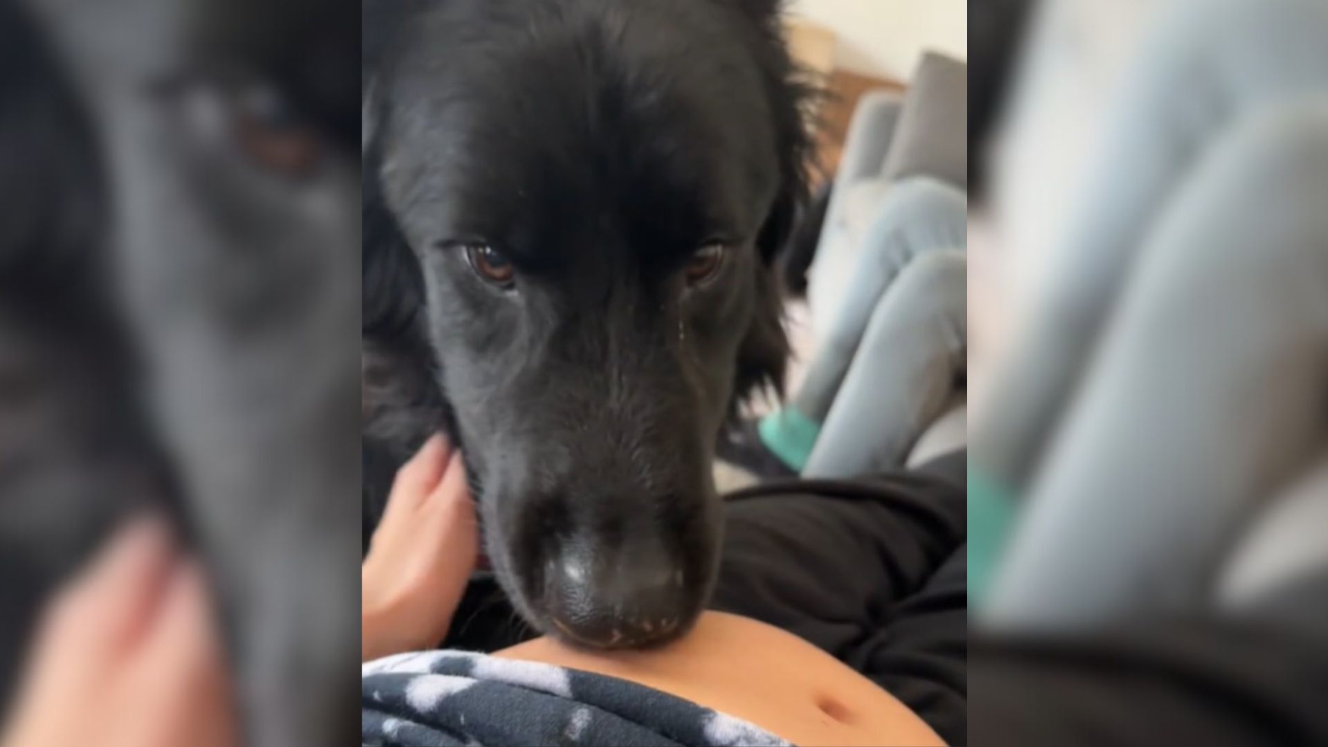 Internet In Tears After Michigan German Shepherd’s Reaction To Feeling A Baby Kick For The First Time