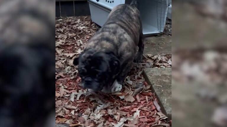 neglected puppy