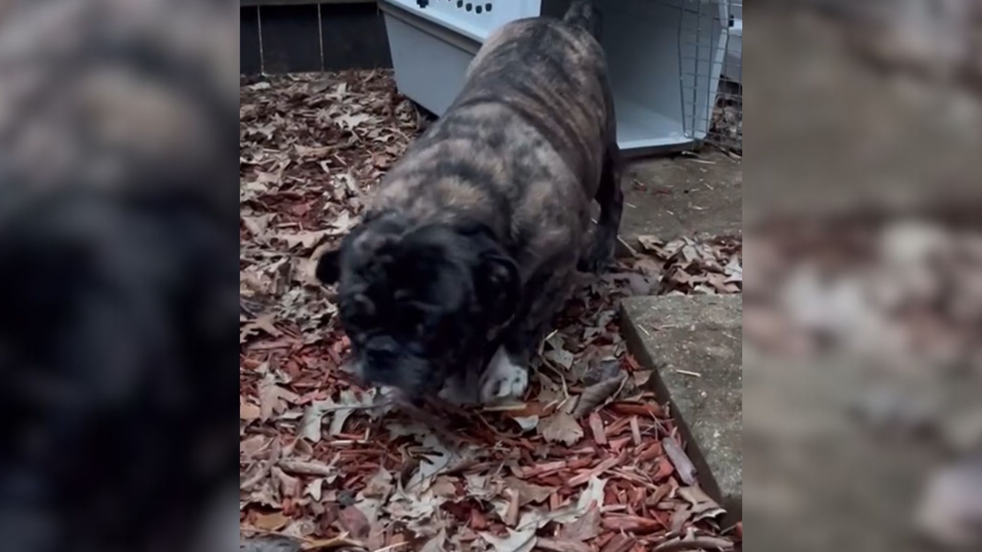 Dog Rescued From Neglect At Breeding Farm Gets The Life Of Her Dreams