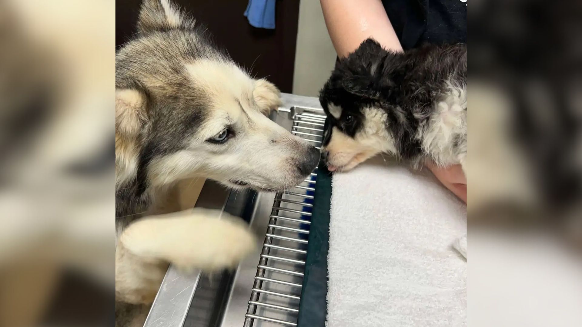 two sweet dogs