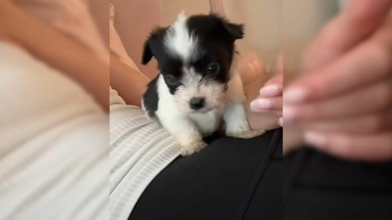newborn puppy