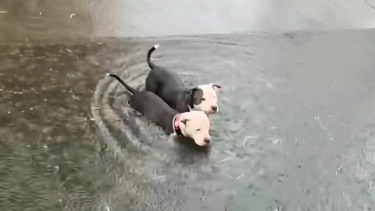 pit bulls in water