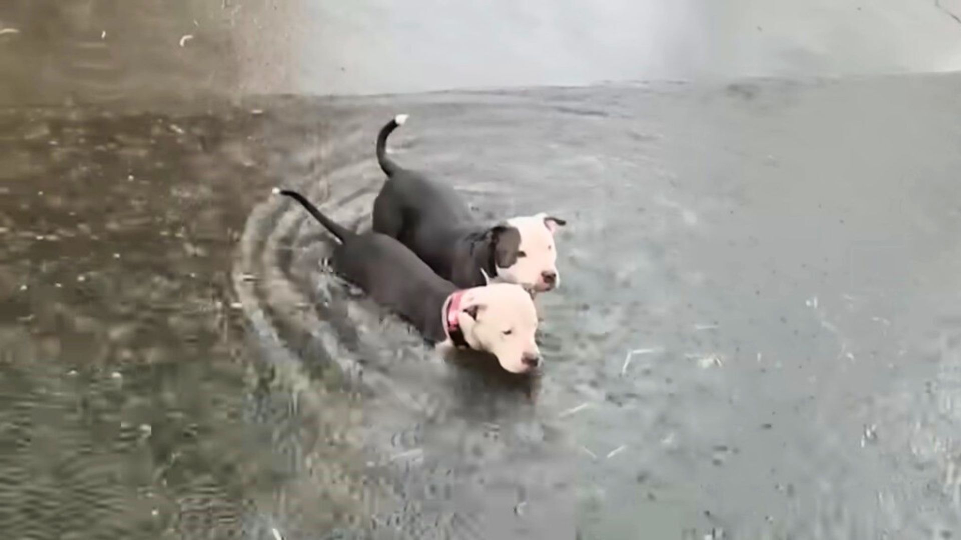 pit bulls in water