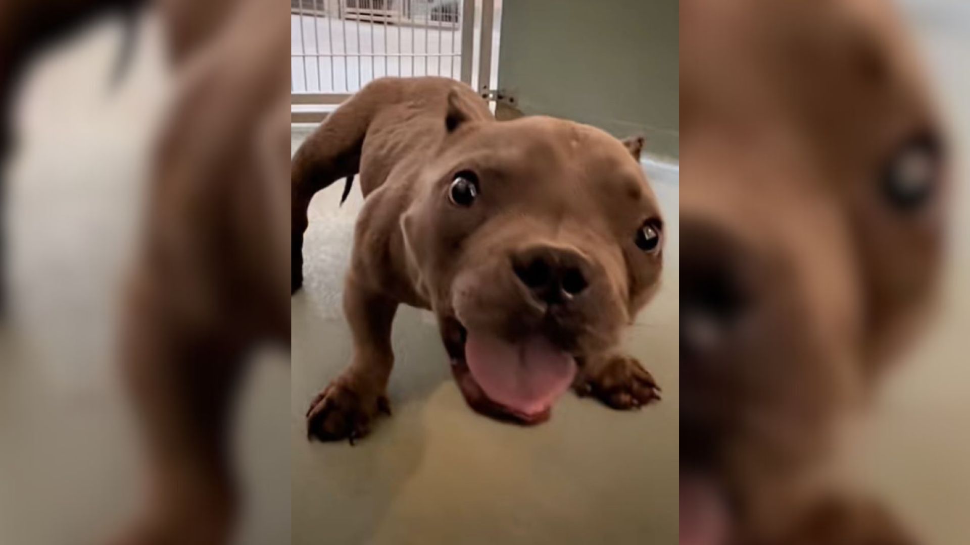 cute puppy