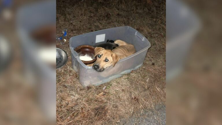 abandoned dog