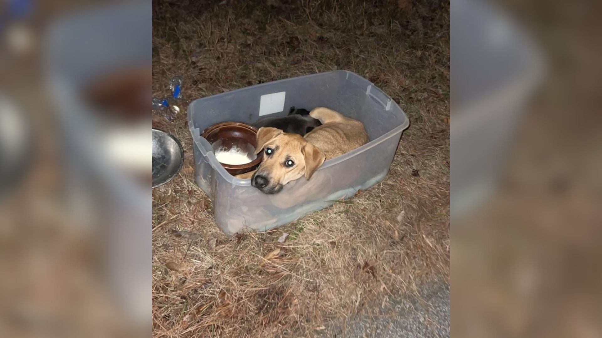 abandoned dog