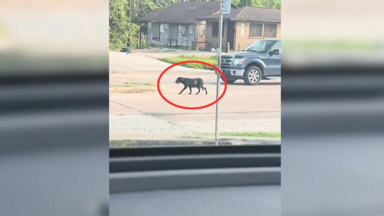 dog on street