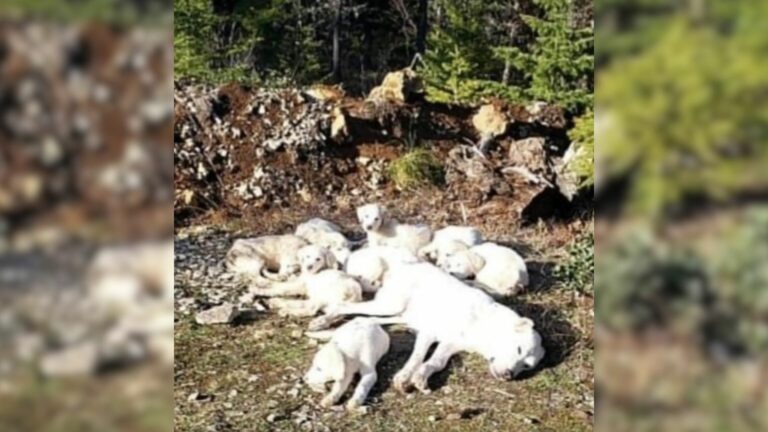 tied dogs