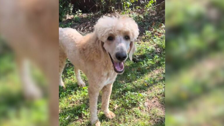 dog after shaving