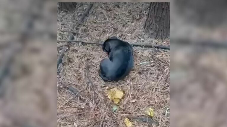 dog crawling in forest