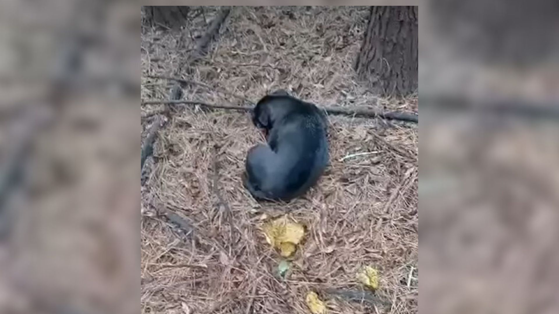 dog crawling in forest