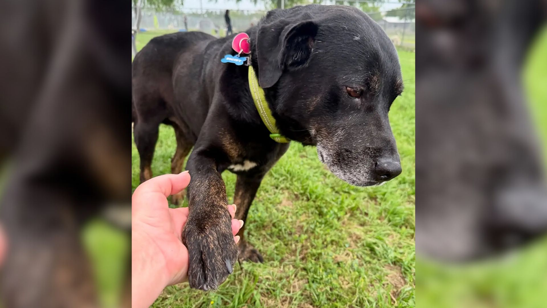 abandoned black dog