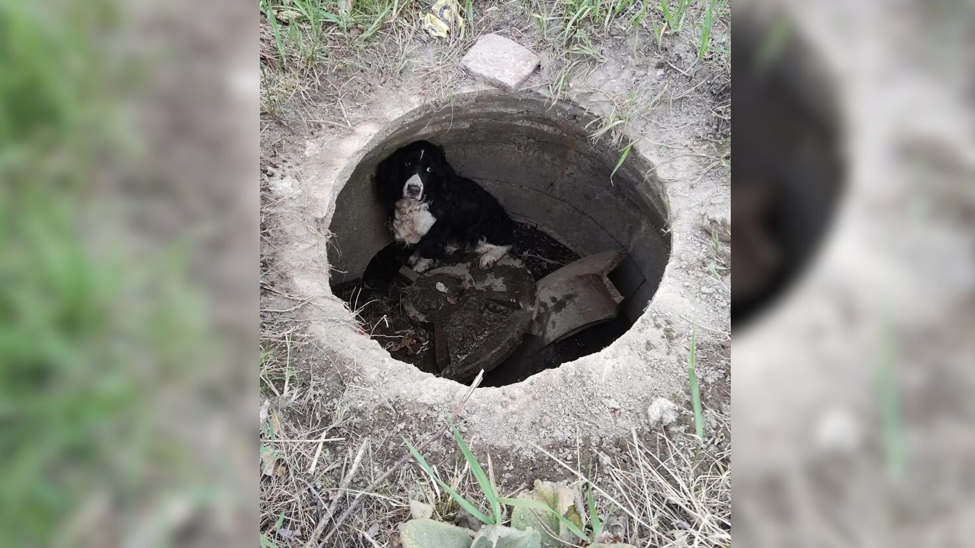 Massachusetts Firefighters Respond To A Car Fire Only To Find Something Surprising In A Storm Drain