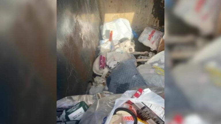 dog in dumpster