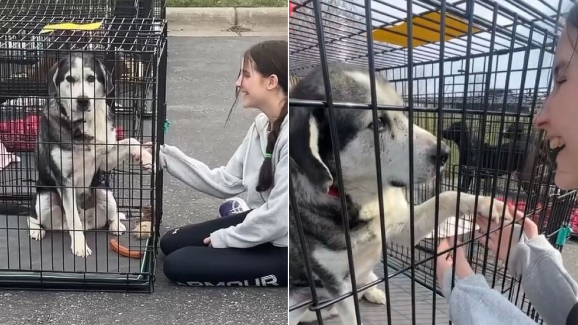 dog in crate