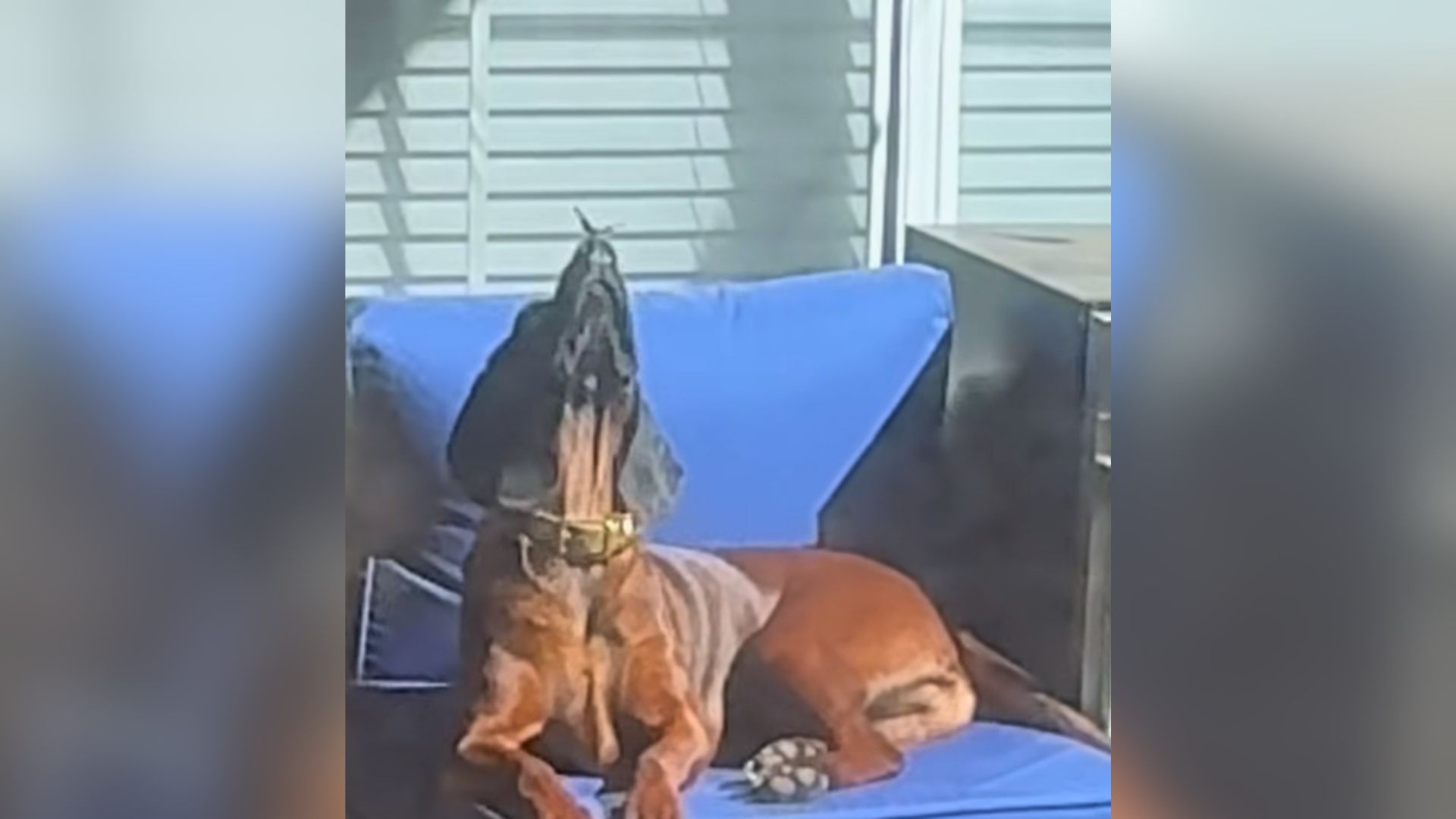 sweet dog