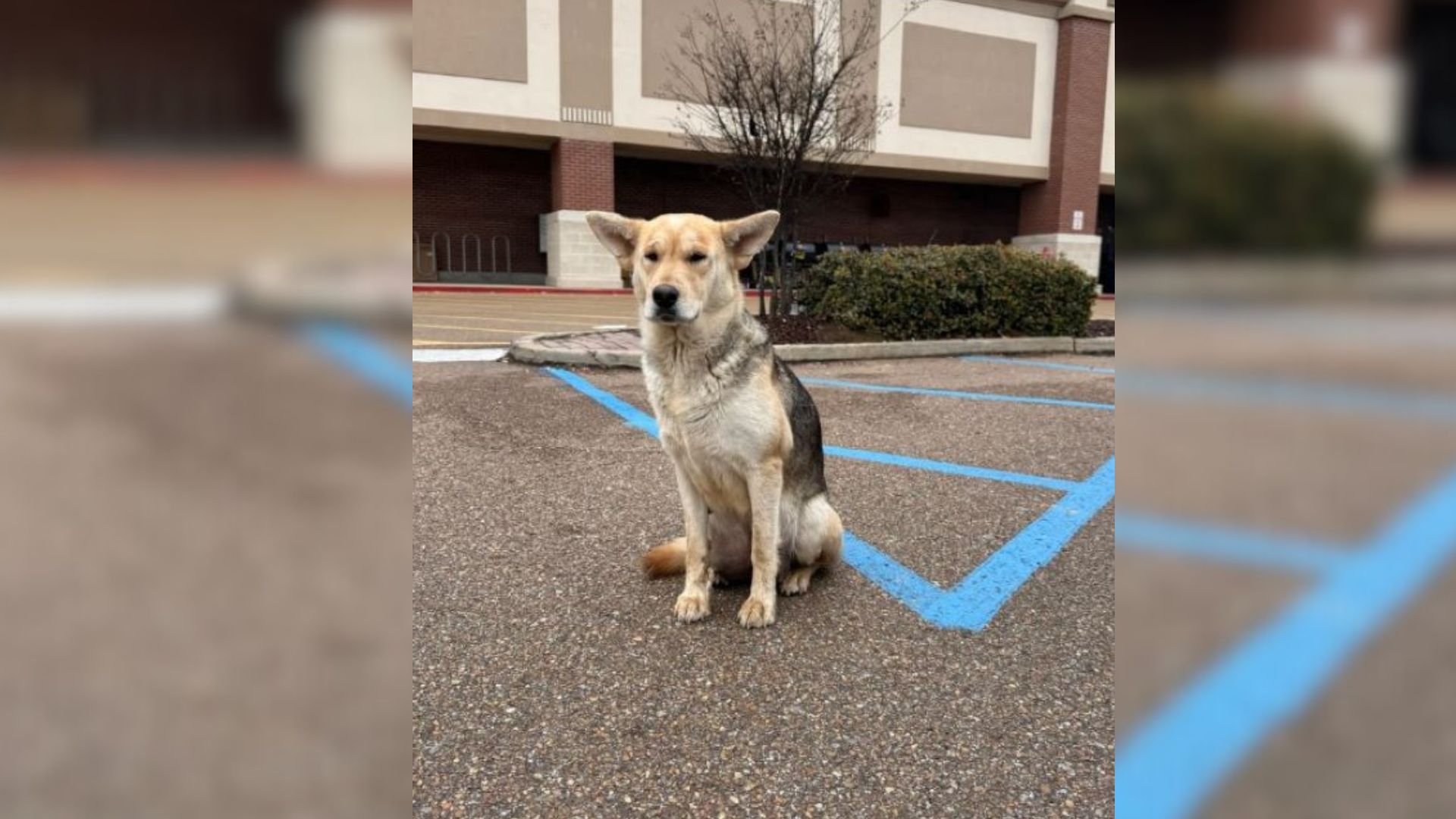 stray dog