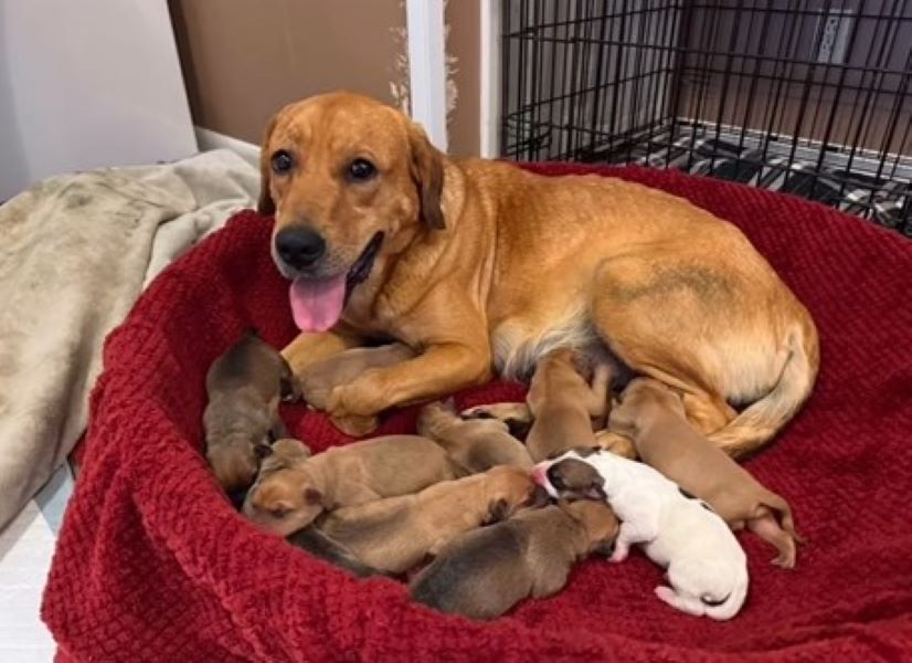 Mother dog and newborns