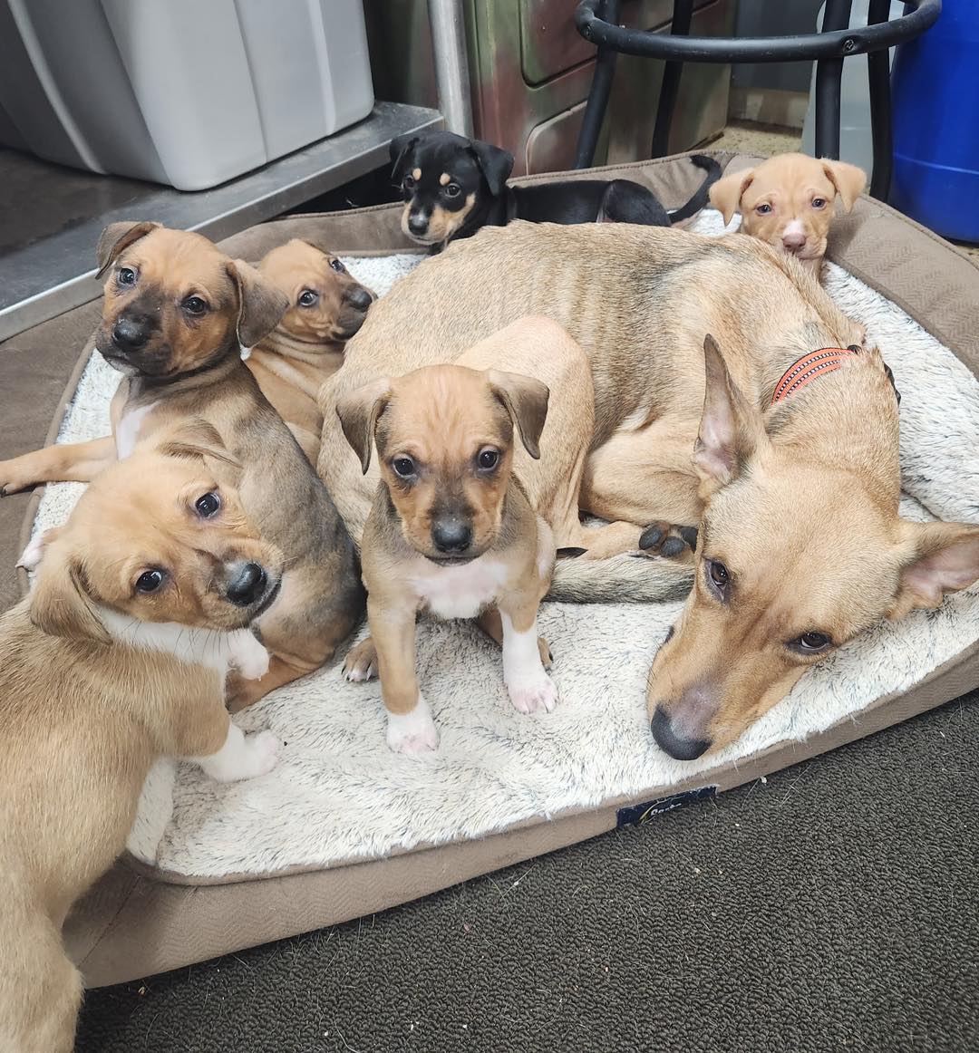 Mother dog and puppies