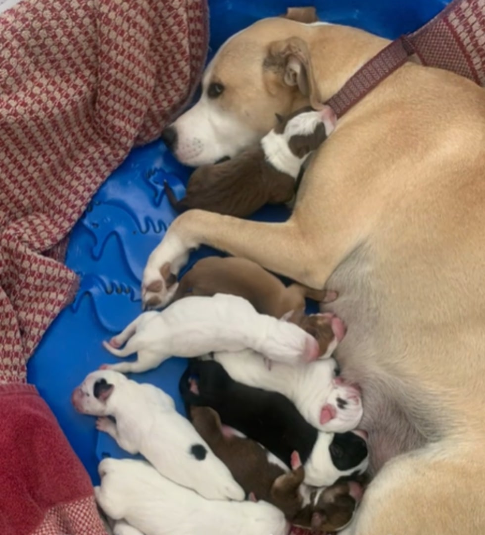 Mother dog feeding a newborn puppies