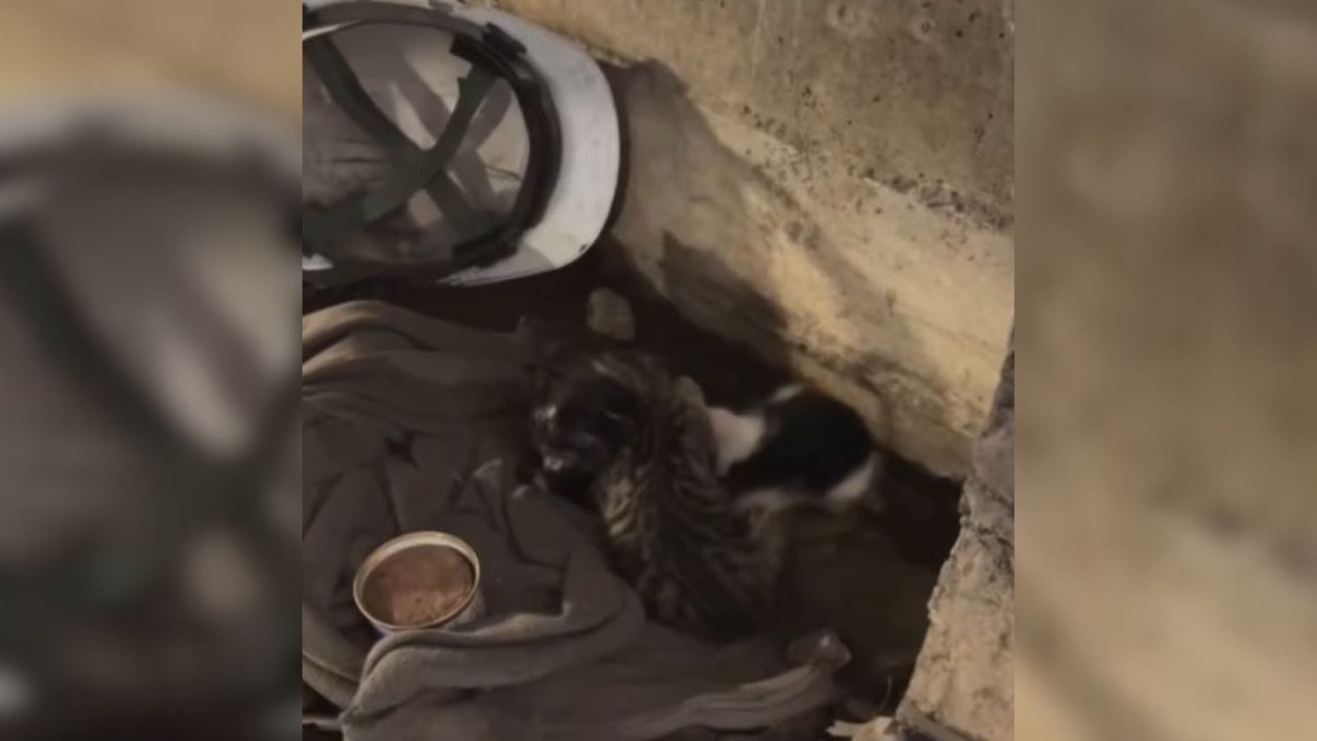 cat on construction