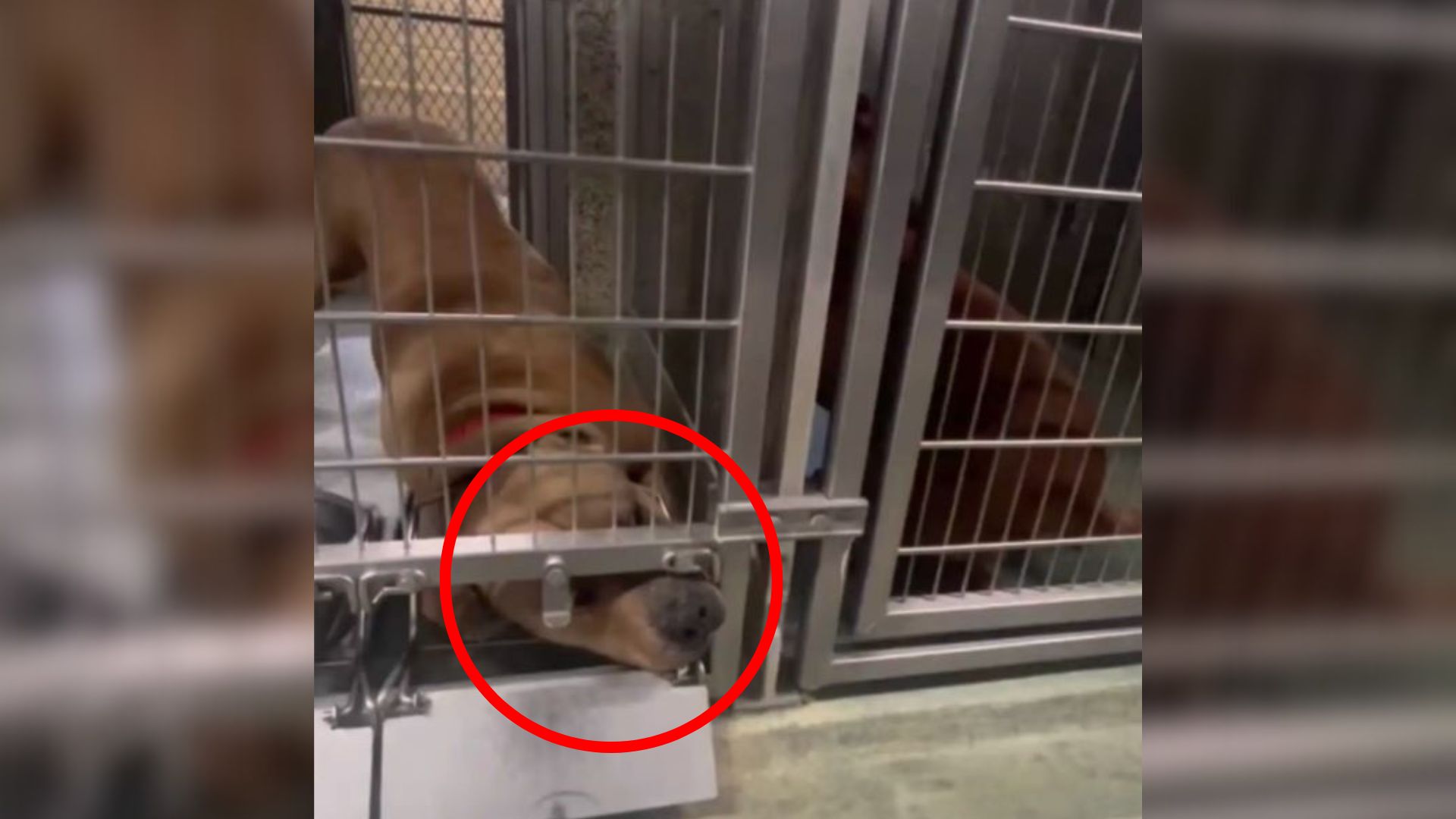 Witness Heartwarming Moment When This Mama Dog Tried To Reach For A Crying Puppy In The Next Shelter Kennel