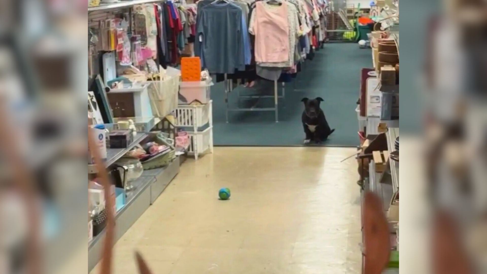 dog in store